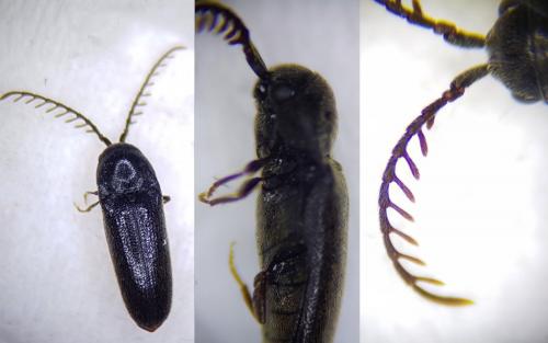 Réf. 258 833 : Microrhagus pygmaeus
